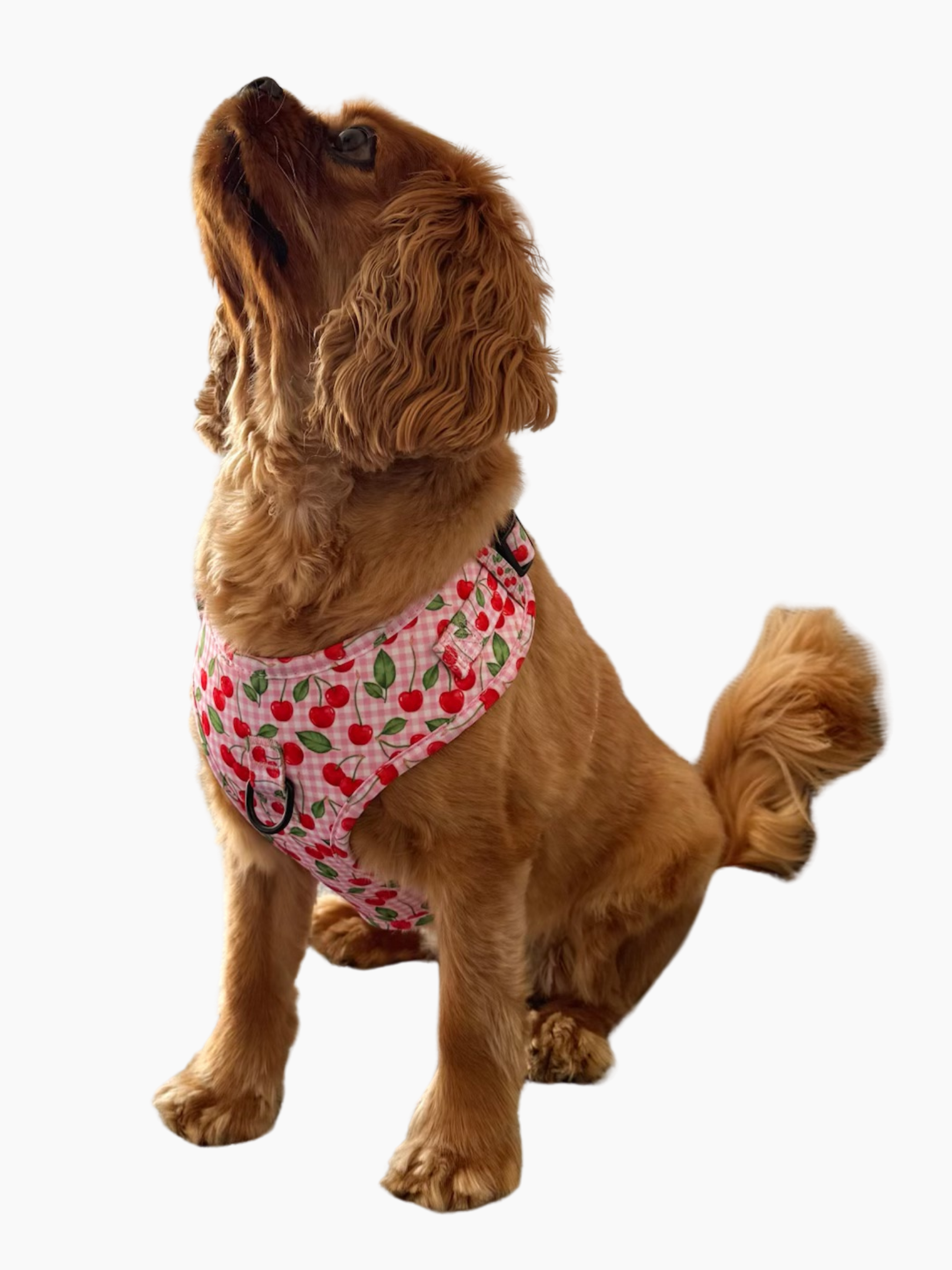 Harnais pour chien - Cherry Love